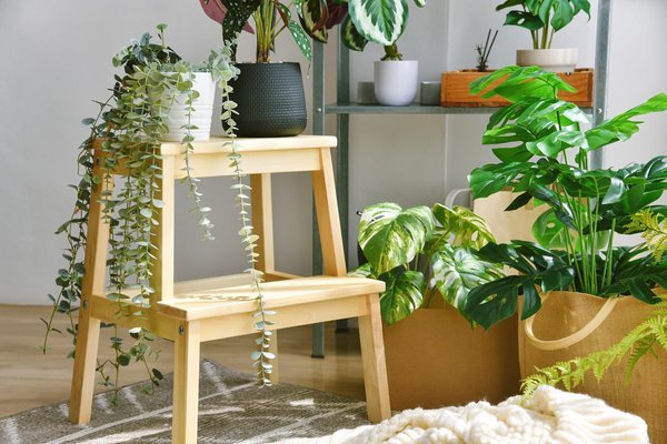 Où trouver les plus belles plantes en promotion ?