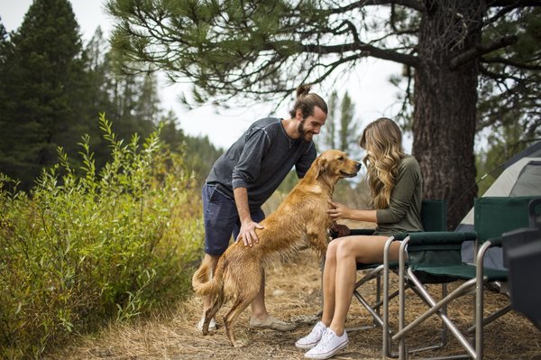 Peut-on amener des animaux de compagnie au camping Les Champs Blancs ?