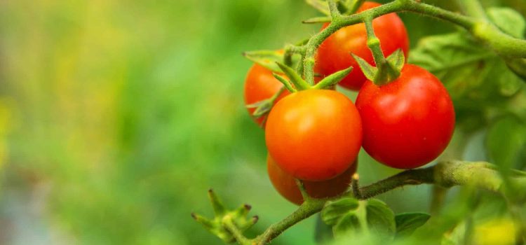Comment réussir ses plants de tomates ?
