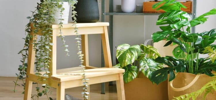 Où trouver les plus belles plantes en promotion ?