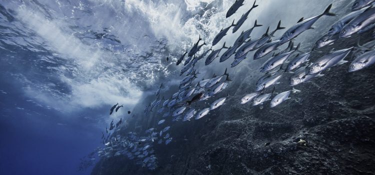 Découvrez le classement des poissons selon ses qualités