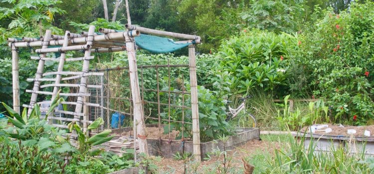 Comment construire un système de permaculture vertical pour des appartements en ville ?