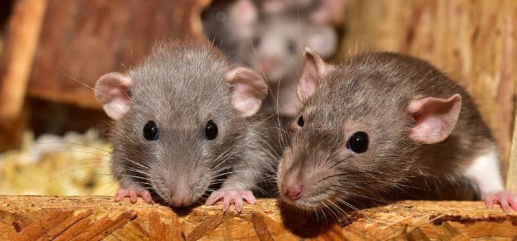 Les services de lutte contre les rats proposés par des experts en extermination