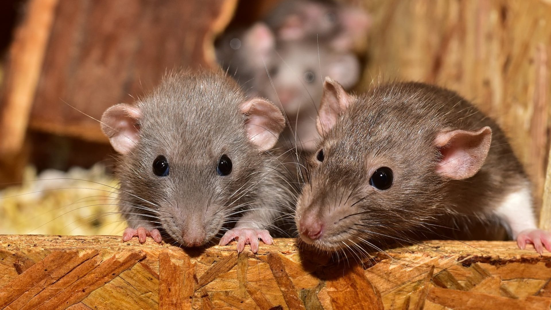 Les services de lutte contre les rats proposés par des experts en extermination
